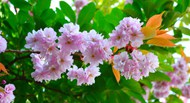 粉色清新樱花枝樱花图片