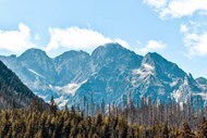 阿尔卑斯雪山树木景观图片素材