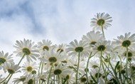 灿烂纯白色菊花精美图片