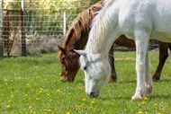 低头吃草的马匹高清图片