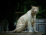一只白虎精美图片