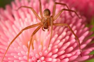 花朵上的长腿大蜘蛛图片素材