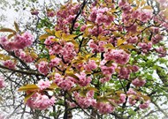日本樱花树粉色樱花精美图片