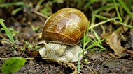 草地野生蜗牛精美图片