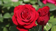 大红色玫瑰花朵特写图片下载