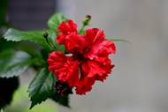 大红色芙蓉花朵图片