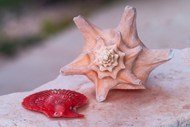 贝壳与海螺精美图片