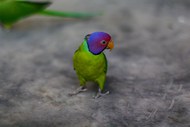 一只漂亮彩色鹦鹉图片素材