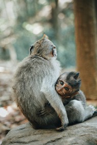 猴子妈妈和小猴子图片大全