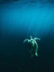 蓝色深海大海龟图片素材