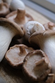 可食用蘑菇精美图片