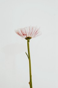 一枝淡雅花朵高清图片