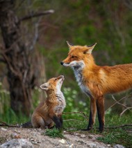 野生赤狐母子图片下载