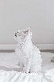 白色小萌猫高清图片