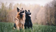 两只猎犬图片素材