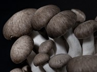 微距食用蘑菇精美图片