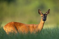 草地野生小麋鹿高清图片