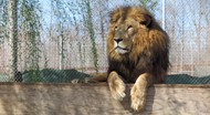 狮子王休息精美图片