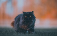黑色波斯猫图片下载