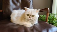 可爱白色宠物猫咪高清图片