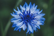 蓝色矢车菊写真精美图片