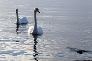 湖面两只大白天鹅精美图片