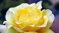 黄玫瑰花朵绽放图片下载