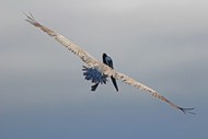 展翅高飞的鹈鹕图片素材