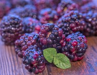 野生黑莓写真精美图片