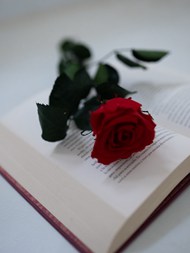 书本上的一朵玫瑰花图片下载