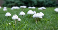 草坪上的白蘑菇图片下载