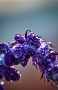 雨后紫色花卉微距精美图片