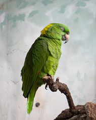 绿色鹦鹉图片素材