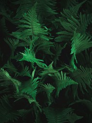 绿色蕨类植物丛图片下载