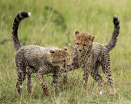 非洲小猎豹幼崽高清图片