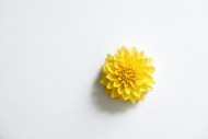 一朵黄色菊花图片素材