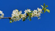 樱花枝白色樱花精美图片