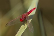 一只红色蜻蜓休憩高清图片