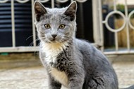 家养灰色小猫精美图片