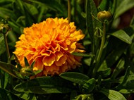 橙色万寿菊花朵开放图片