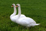 草地上两只大白鹅高清图片