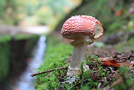飞鹅膏菌蘑菇苞图片下载