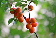 树枝上成熟杏子图片素材