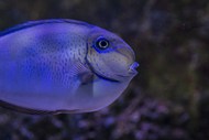 水族馆蓝色斑点观赏鱼高清图片