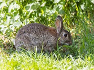 草丛里吃草的灰兔子精美图片