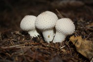 白色真菌蘑菇图片下载