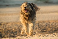 沙滩上奔跑的小狗图片下载