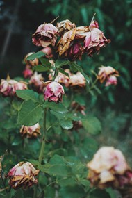 枯萎的玫瑰花图片下载