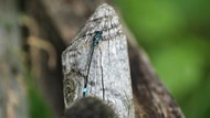 木头上的蓝黑蜻蜓写真高清图片