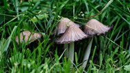 草地上棕色野生蘑菇高清图片